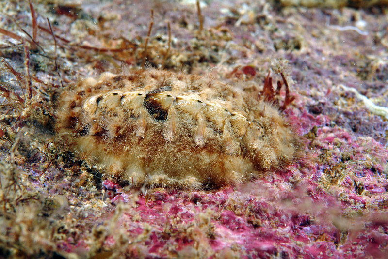 Achantochitona fascicularis ( Linne'' 1767 )